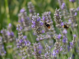Wie Sie Ihren Lavendel überwintern müssen
