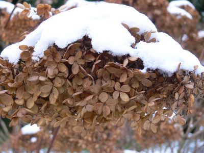 Hortensie &uuml;berwintern &ndash; Anleitung f&uuml;r Garten, Balkon &amp; Topf