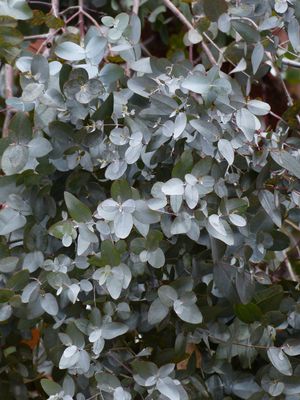Winterharter Eucalyptus 'Silverana' (Eucalyptus gunnii 'Silverana')