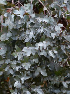 Winterharter Eucalyptus 'Silverana' (Eucalyptus gunnii 'Silverana') Winterharter Eucalyptus 'Silverana' (Eucalyptus gunnii 'Silverana')