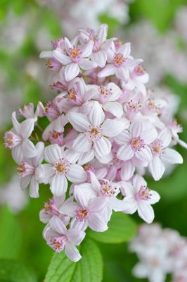 Deutzia hybrida 'Mont Rose', Deutzie, Rosendeutzie, XXL Pflanzen, Hinrichs