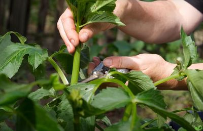 Pinzieren - was bedeutet das und wann und wie wendet man es im Garten an?