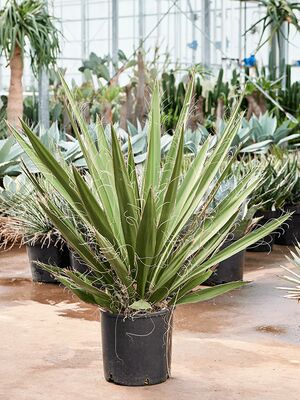 Yucca carnerosana, Stamm, im 27cm Topf, Hhe 100cm, Breite 70cm