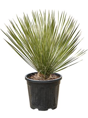 Yucca elata, Stamm, im 31cm Topf, Hhe 80cm, Breite 55cm