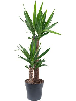 Yucca elephantipes, 60-30, im 21cm Topf, Hhe 95cm, Breite 45cm