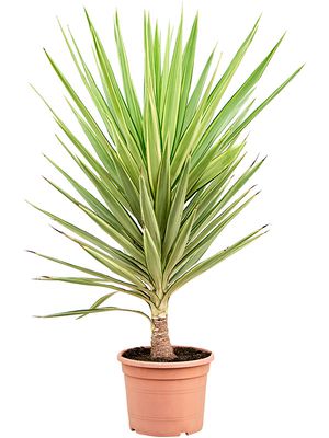 Yucca elephantipes 'Jewel', Stamm, im 27cm Topf, Hhe 120cm, Breite 55cm