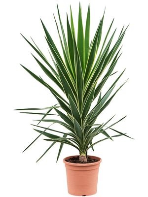 Yucca elephantipes 'Puck', Stamm, im 27cm Topf, Hhe 120cm, Breite 60cm