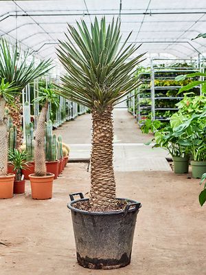 Yucca filifera, Stamm, im 50cm Topf, Hhe 160cm, Breite 60cm