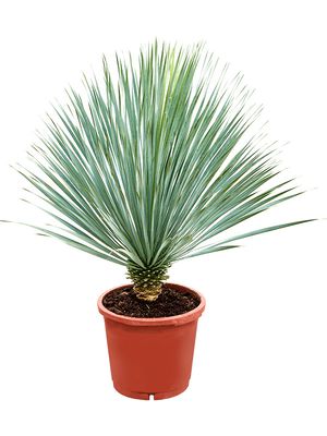 Yucca rostrata (100-110), Stamm (10-20), im 33cm Topf, Höhe 105cm, Breite 80cm