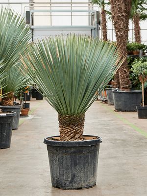 Yucca rostrata (120-140), Stamm 20-30, im 50cm Topf, Höhe 130cm, Breite 120cm