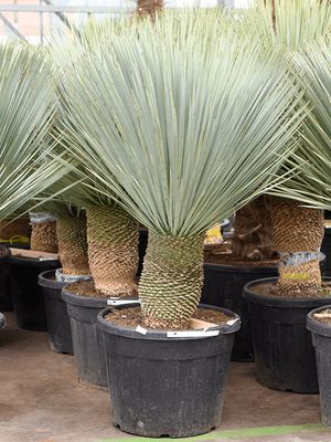 Yucca rostrata (150-160), Stamm 30-40, im 60cm Topf, Höhe 155cm, Breite 120cm