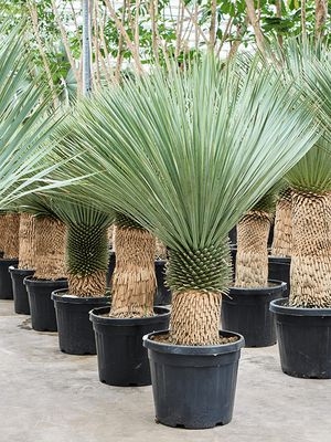Yucca rostrata (150-180), Stamm (40-60), im 45cm Topf, Hhe 165cm, Breite 110cm