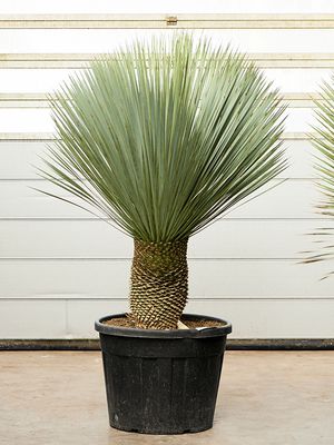 Yucca rostrata (160-170), Stamm 40-50, im 60cm Topf, Höhe 165cm, Breite 120cm