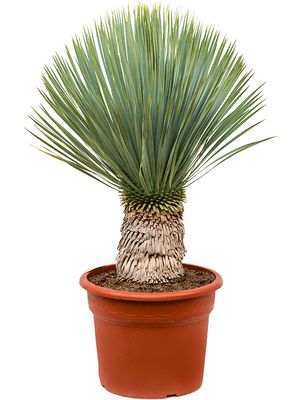 Yucca rostrata, Stamm (20-30), im 37cm Topf, Höhe 105cm, Breite 50cm