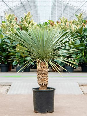 Yucca rostrata, Stamm (60-80), im 37cm Topf, Höhe 135cm, Breite 80cm