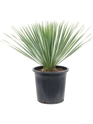 Yucca rostrata, Stamm, im 27cm Topf, Höhe 65cm, Breite 55cm