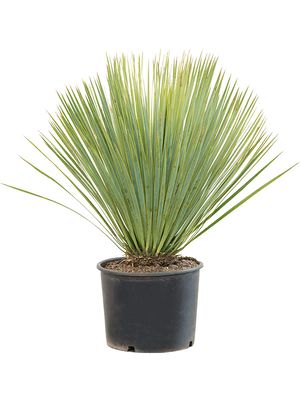 Yucca rostrata, im 30cm Topf, Höhe 70cm, Breite 60cm