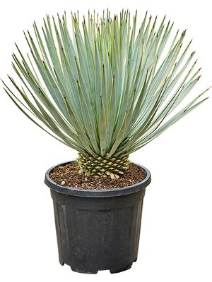 Yucca thompsoniana, Stamm, im 31cm Topf, Hhe 75cm, Breite 50cm