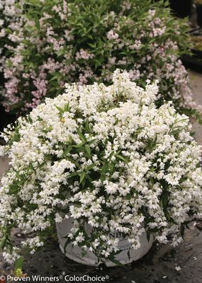 Zwerg-Maiblumenstrauch 'Yuki Snowflake' (Deutzia gracilis 'Yuki Snowflake') Zwerg-Maiblumenstrauch 'Yuki Snowflake' (Deutzia gracilis 'Yuki Snowflake')