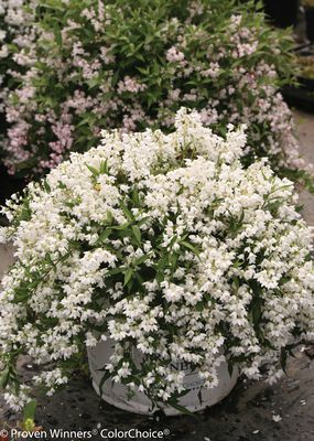 Zwerg-Maiblumenstrauch 'Yuki Snowflake' (Deutzia gracilis 'Yuki Snowflake')