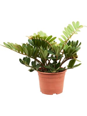 Zamia furfuracea (30-50), Busch, im 20cm Topf, Hhe 40cm, Breite 35cm