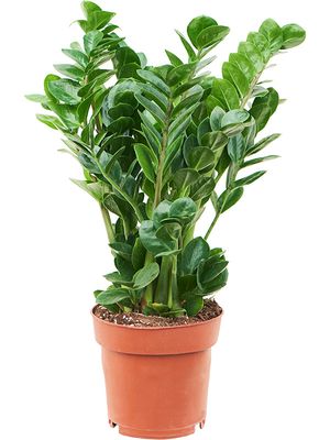 Zamioculcas zamiifolia 'Midori', Tuff, im 19cm Topf, Hhe 65cm, Breite 35cm