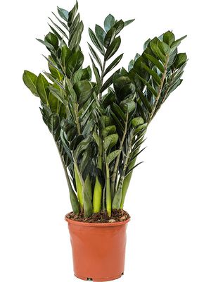 Zamioculcas zamiifolia 'Super Nova', Tuff, im 17cm Topf, Höhe 50cm, Breite 35cm
