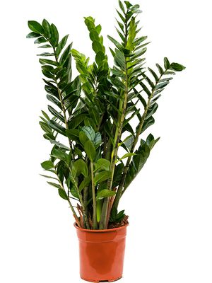 Zamioculcas zamiifolia, Tuff, im 24cm Topf, Höhe 100cm, Breite 50cm