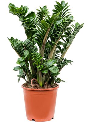 Zamioculcas zamiifolia 'Zenzi', Tuff, im 21cm Topf, Hhe 70cm, Breite 50cm