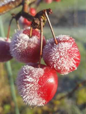 Zieräfpel gefroren