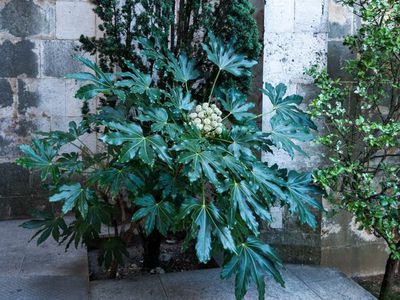 Fatsia japonica, die bedingt winterharte Zimmeraralie