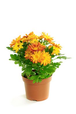 Chrysantheme Pflege, Standort, Vermehrung &amp; Krankheiten