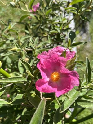 Zistrose 'Silver Pink', Cistus argenteus 'Silver Pink'