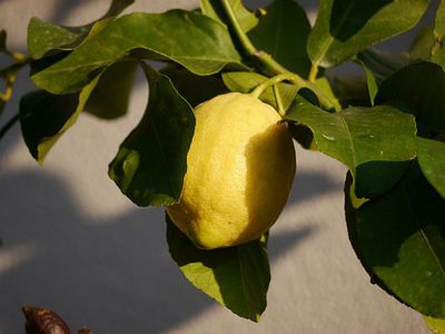 Zitronenbaum gießen - wie häufig?