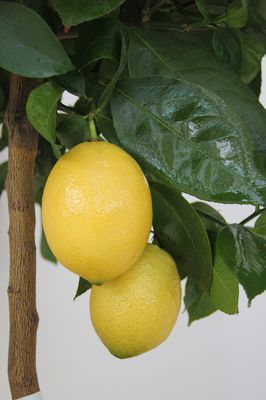 Zitronen-Hybride Lemox