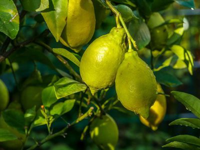 Die Zitrone überwintern - eine Schritt-für-Schritt-Anleitung