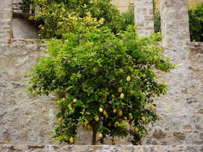 Zitronenbaum schneiden - eine Schritt-für-Schritt-Anleitung