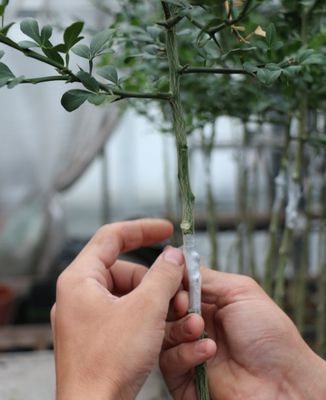Zitrus-Baumschule: Lubera produziert Zitruspflanzen!