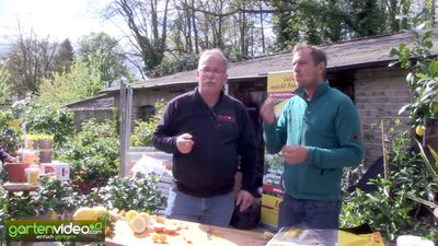 Zitrusfrüchte ernten und degustieren