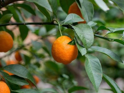 Citrus reticulata - die se Mittelmeermandarine