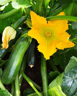 Zucchini-Blüte – wie kann ich männliche und weibliche erkennen?