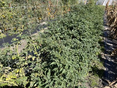 Der Tomatenmord