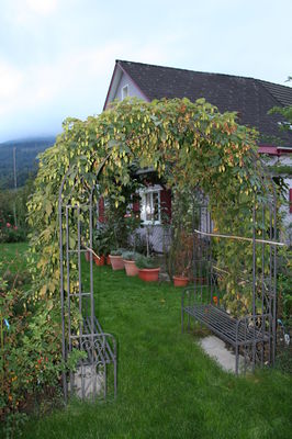 Hopfen kaufen Hopfenbogen Lubera