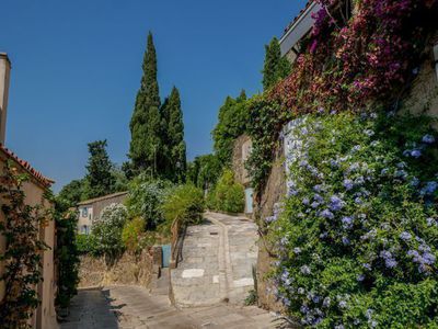 Mittelmeer-Zypressen pflanzen und pflegen - ein Pflege-Ratgeber mit vielen Fotos