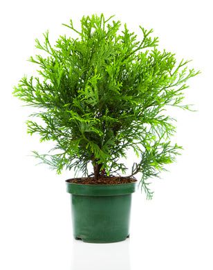 Zypressen (Cupressus) &ndash; Pflanzen, Pflegen, Schneiden &amp; Arten