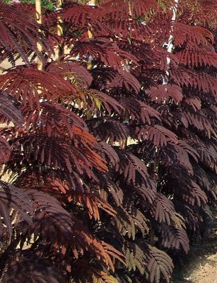 Roter Seidenbaum 'Summer Chocolate', Albizia julibrissin 'Summer Chocolate'