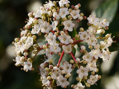 Winterblüher mit Stil - Viburnum tinus, der Mittelmeerschneeball