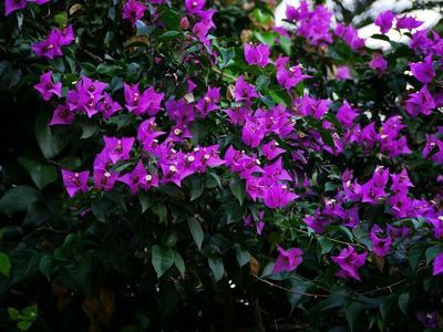 Die Bougainvillea düngen - leuchtende Blüten von Mai bis Oktober
