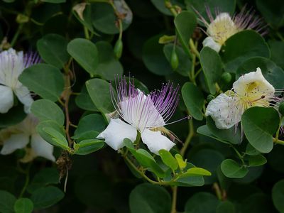 Der Kapernstrauch Capparis spinosa - genügsam und aromatisch