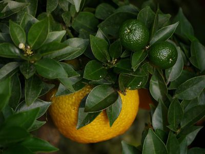 Einen Chinotto pflanzen - Zitrusaroma und Myrtenblatt